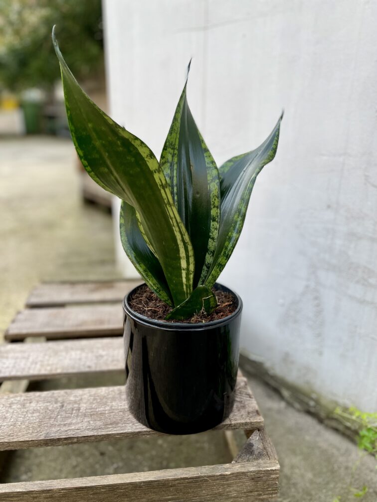 Zdjęcie rosliny doniczkowej Sansevieria trifasciata Silver Flame, ujęcie 1