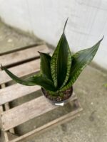 Zdjęcie rosliny doniczkowej Sansevieria trifasciata Silver Flame, ujęcie 2