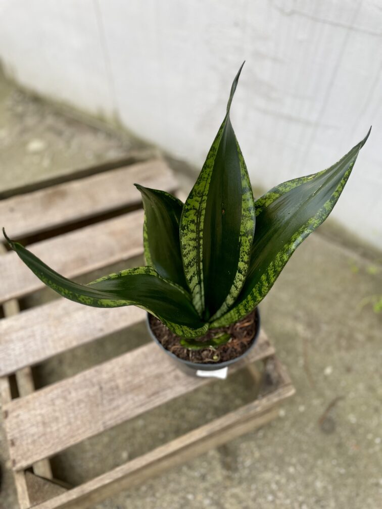 Zdjęcie rosliny doniczkowej Sansevieria trifasciata Silver Flame, ujęcie 2