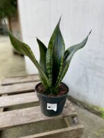 Zdjęcie rosliny doniczkowej Sansevieria trifasciata Silver Flame, ujęcie 3