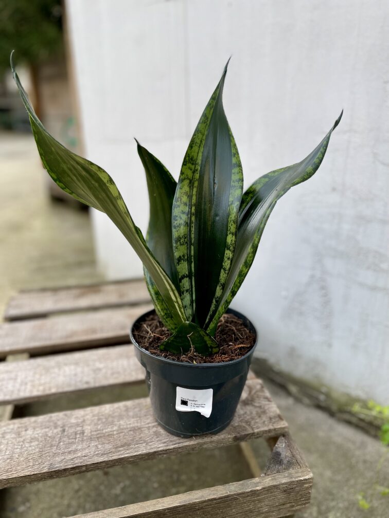 Zdjęcie rosliny doniczkowej Sansevieria trifasciata Silver Flame, ujęcie 3