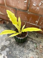 Zdjęcie rosliny doniczkowej Philodendron Gergaji Golden Saw, ujęcie 1