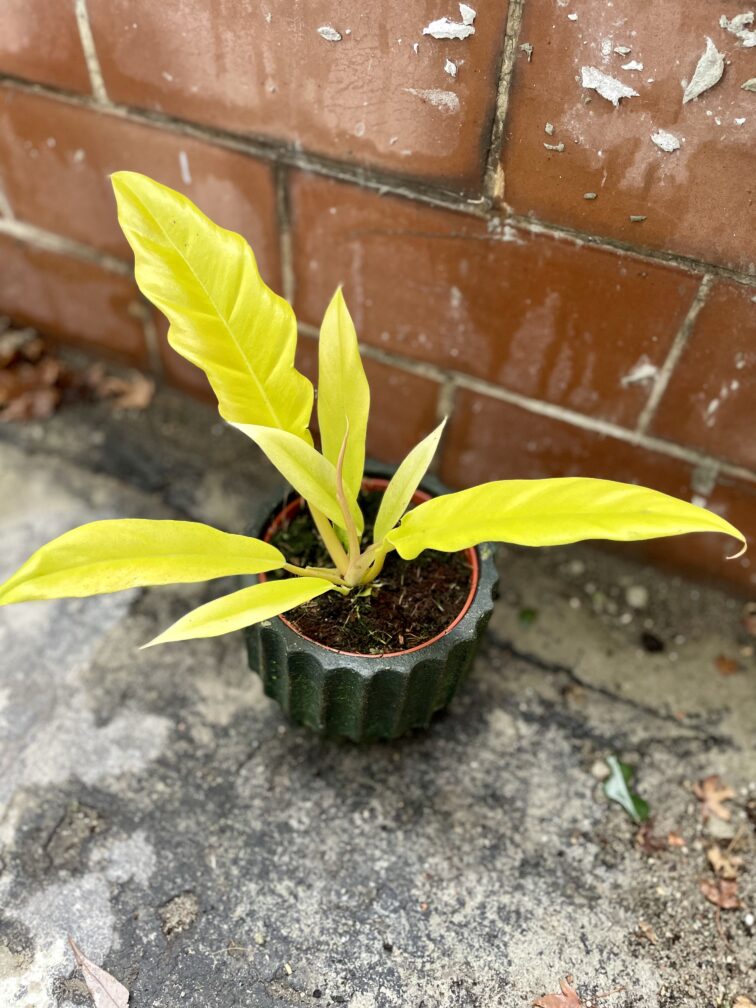 Zdjęcie rosliny doniczkowej Philodendron Gergaji Golden Saw, ujęcie 1