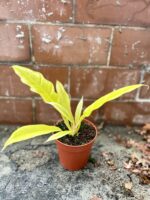 Zdjęcie rosliny doniczkowej Philodendron Gergaji Golden Saw, ujęcie 2
