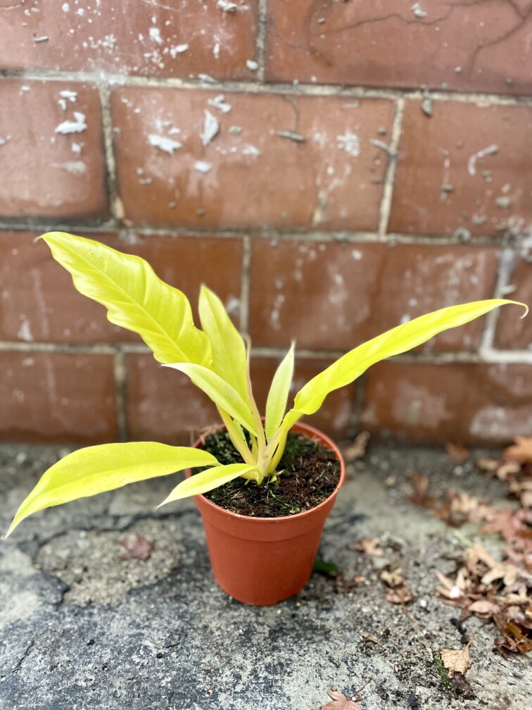 Zdjęcie rosliny doniczkowej Philodendron Gergaji Golden Saw, ujęcie 2