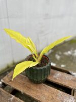 Zdjęcie rosliny doniczkowej Philodendron Gergaji Golden Saw, ujęcie 4