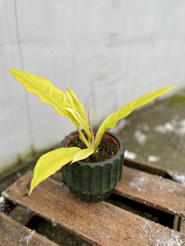 Zdjęcie rosliny doniczkowej Philodendron Gergaji Golden Saw, ujęcie 4