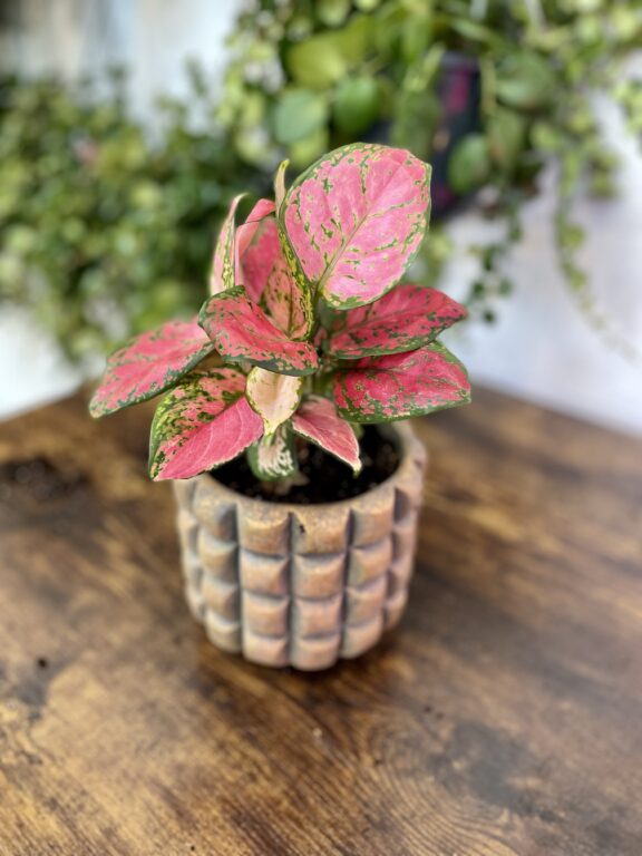 Zdjęcie rosliny doniczkowej Aglaonema Cherry Baby, ujęcie 1
