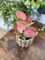Zdjęcie rosliny doniczkowej Aglaonema Cherry Baby, ujęcie 2