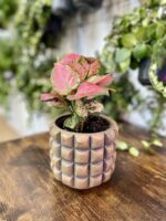 Zdjęcie rosliny doniczkowej Aglaonema Cherry Baby, ujęcie 3