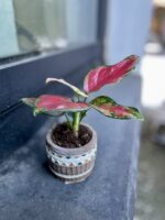 Zdjęcie rosliny doniczkowej Aglaonema Red Elephant, ujęcie 1
