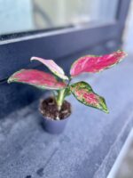 Zdjęcie rosliny doniczkowej Aglaonema Red Elephant, ujęcie 2