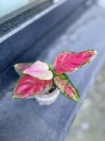 Zdjęcie rosliny doniczkowej Aglaonema Red Elephant, ujęcie 3