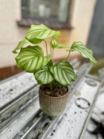 Zdjęcie rosliny doniczkowej Calathea orbifolia (Kalatea okrągłolistna), ujęcie 1