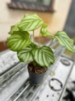 Zdjęcie rosliny doniczkowej Calathea orbifolia (Kalatea okrągłolistna), ujęcie 2