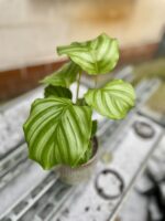 Zdjęcie rosliny doniczkowej Calathea orbifolia (Kalatea okrągłolistna), ujęcie 3
