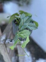 Zdjęcie rosliny doniczkowej Ficus radicans Green, ujęcie 2