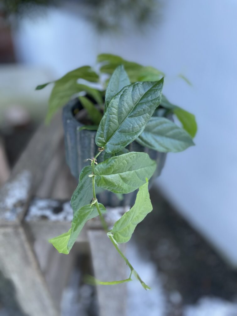 Zdjęcie rosliny doniczkowej Ficus radicans Green, ujęcie 2