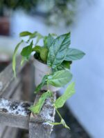 Zdjęcie rosliny doniczkowej Ficus radicans Green, ujęcie 3