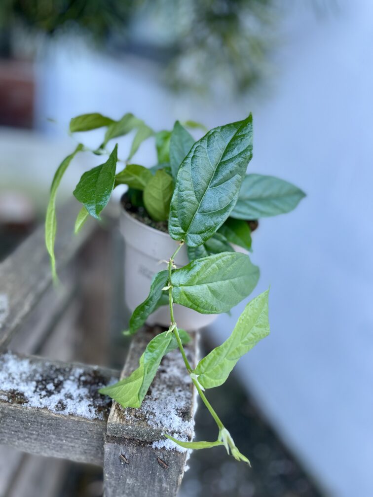Zdjęcie rosliny doniczkowej Ficus radicans Green, ujęcie 3
