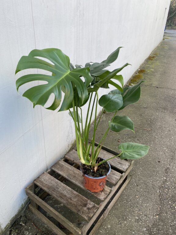 Zdjęcie rosliny doniczkowej Monstera deliciosa (Monstera dziurawa), ujęcie 1