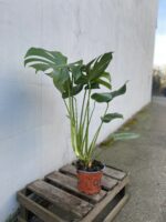 Zdjęcie rosliny doniczkowej Monstera deliciosa (Monstera dziurawa), ujęcie 2