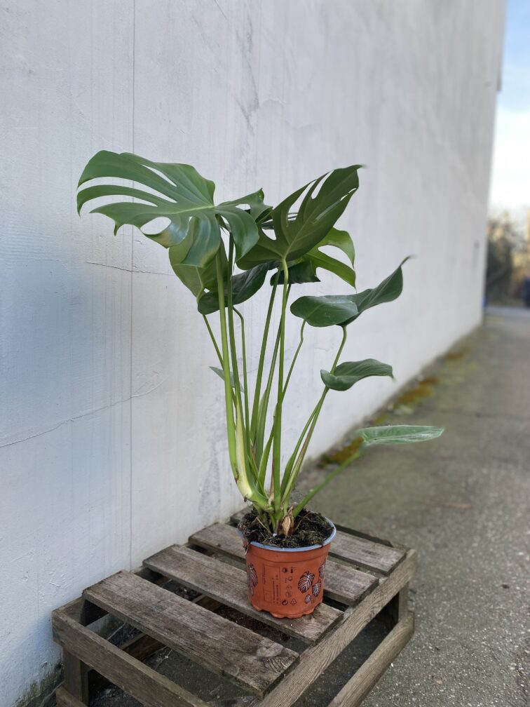 Zdjęcie rosliny doniczkowej Monstera deliciosa (Monstera dziurawa), ujęcie 2