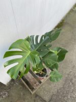 Zdjęcie rosliny doniczkowej Monstera deliciosa (Monstera dziurawa), ujęcie 3