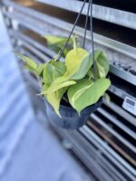 Zdjęcie rosliny doniczkowej Philodendron scandens Brasil, ujęcie 1