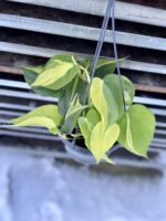 Zdjęcie rosliny doniczkowej Philodendron scandens Brasil, ujęcie 2