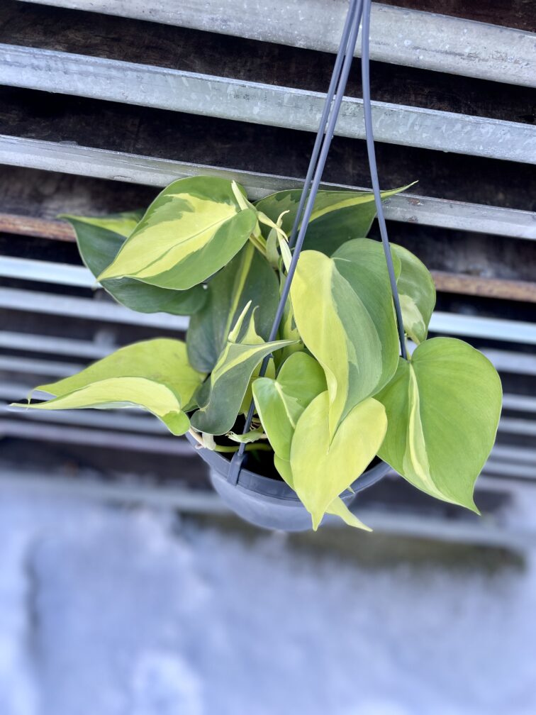 Zdjęcie rosliny doniczkowej Philodendron scandens Brasil, ujęcie 2