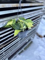 Zdjęcie rosliny doniczkowej Philodendron scandens Brasil, ujęcie 3