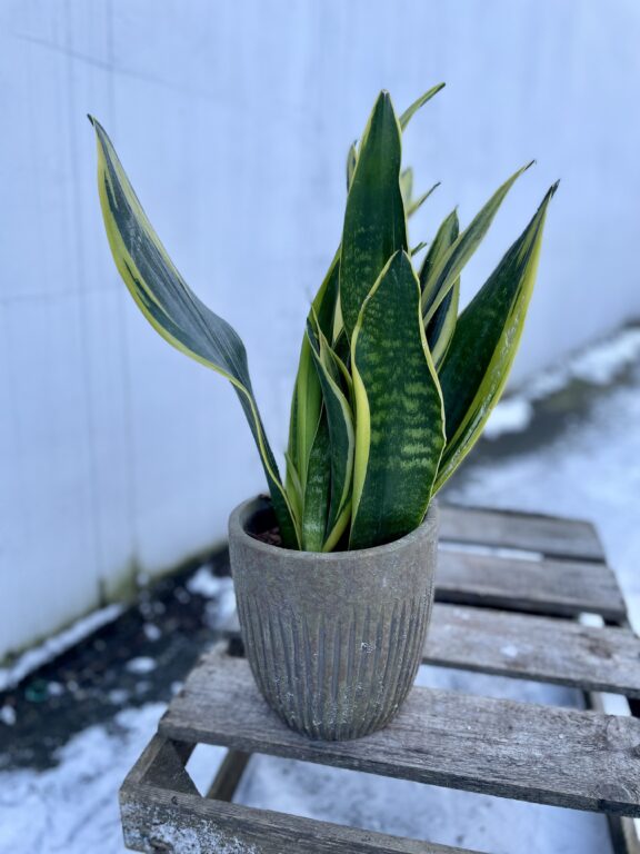 Zdjęcie rosliny doniczkowej Sansevieria Laurenti, ujęcie 1