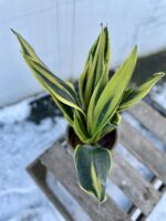 Zdjęcie rosliny doniczkowej Sansevieria Laurenti, ujęcie 2