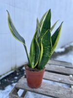 Zdjęcie rosliny doniczkowej Sansevieria Laurenti, ujęcie 3