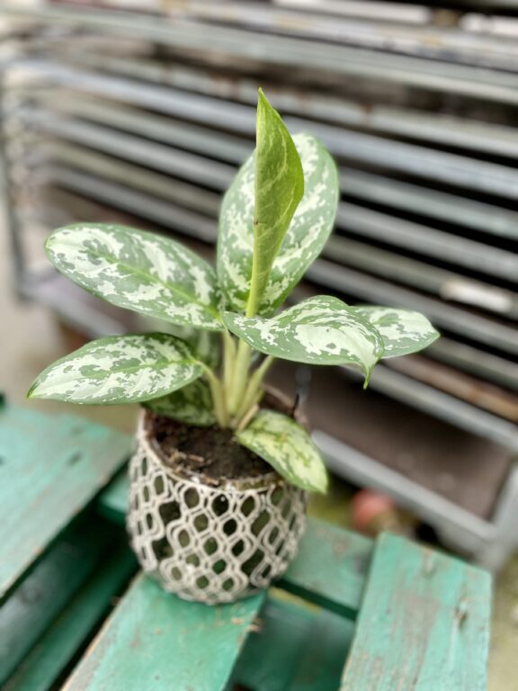 Zdjęcie rosliny doniczkowej Aglaonema Amazon Silver, ujęcie 1