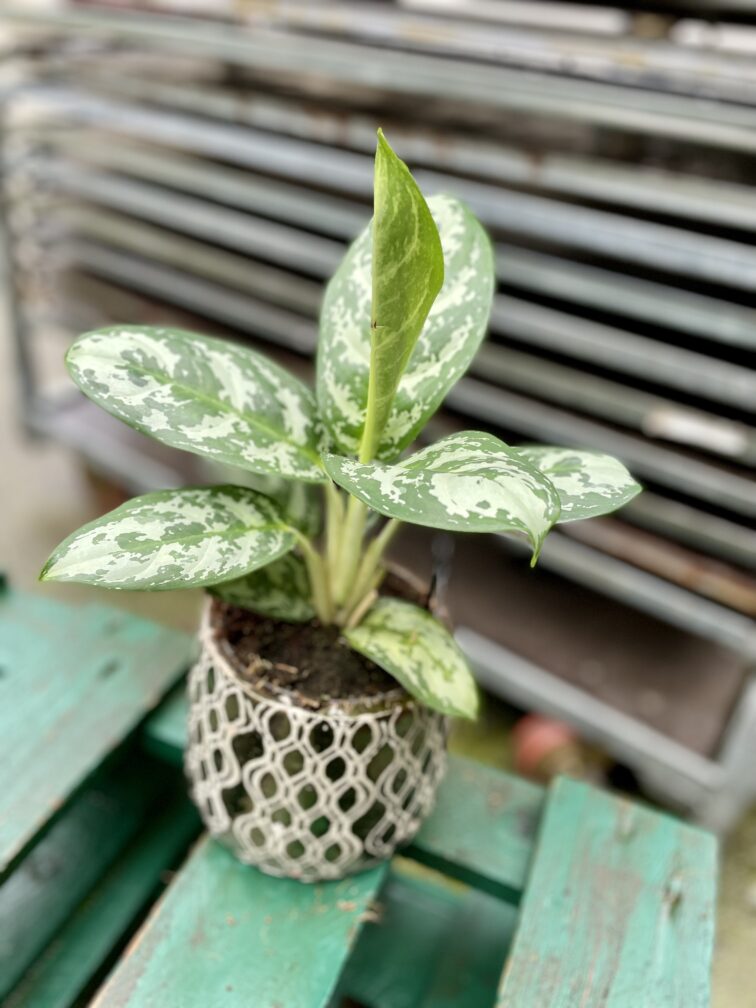 Zdjęcie rosliny doniczkowej Aglaonema Amazon Silver, ujęcie 1