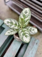 Zdjęcie rosliny doniczkowej Aglaonema Amazon Silver, ujęcie 2