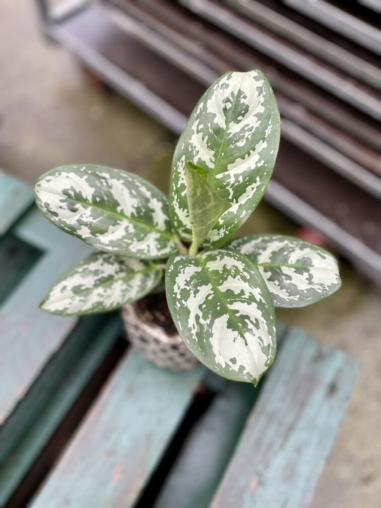 Zdjęcie rosliny doniczkowej Aglaonema Amazon Silver, ujęcie 2