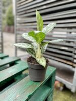 Zdjęcie rosliny doniczkowej Aglaonema Amazon Silver, ujęcie 3