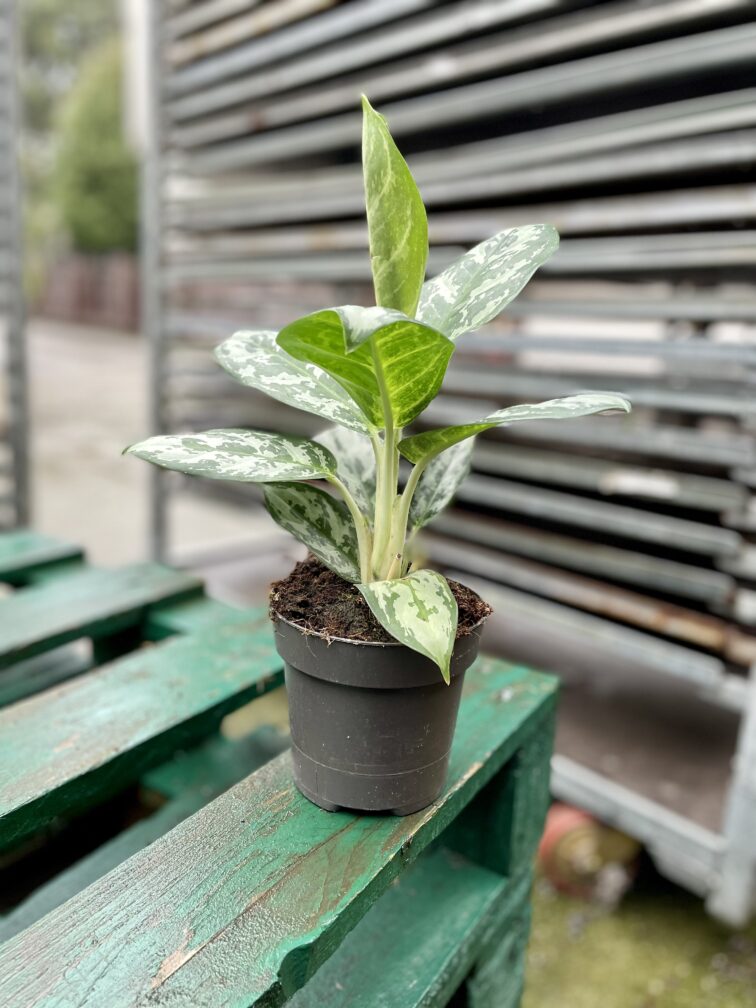 Zdjęcie rosliny doniczkowej Aglaonema Amazon Silver, ujęcie 3