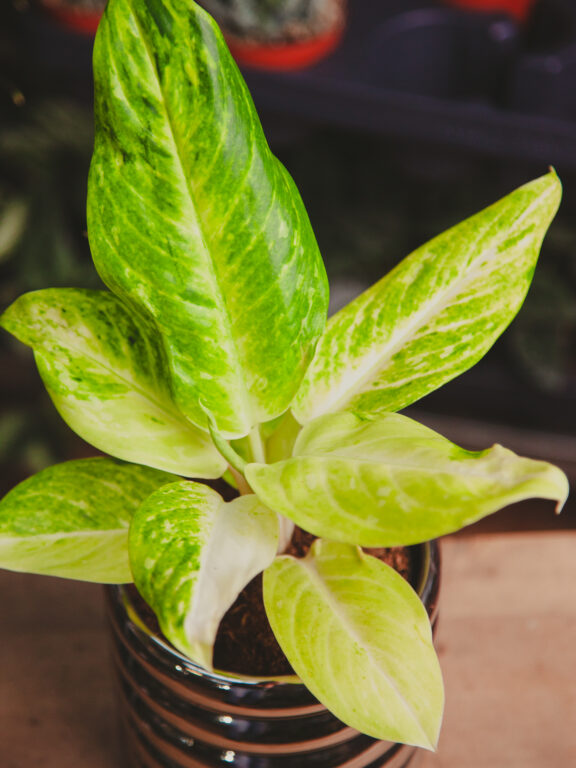 Zdjęcie rosliny doniczkowej Aglaonema Citronelle, ujęcie 1