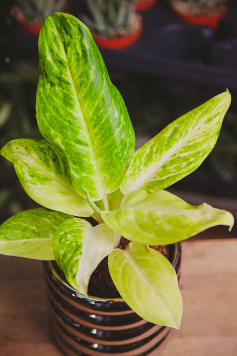 Zdjęcie rosliny doniczkowej Aglaonema Citronelle, ujęcie 1