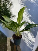 Zdjęcie rosliny doniczkowej Aglaonema Cleopatra, ujęcie 1