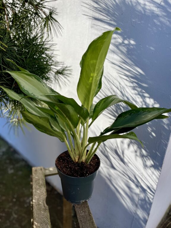Zdjęcie rosliny doniczkowej Aglaonema Cleopatra, ujęcie 1