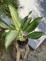 Zdjęcie rosliny doniczkowej Aglaonema Cleopatra, ujęcie 2