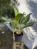 Zdjęcie rosliny doniczkowej Aglaonema Cleopatra, ujęcie 3