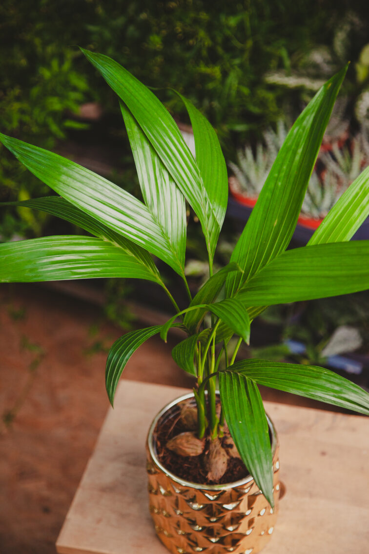 Zdjęcie rosliny doniczkowej Areca Catechu (Palma Betelowa), ujęcie 1