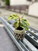 Zdjęcie rosliny doniczkowej Calathea Yellow Fusion (Kalatea), ujęcie 1