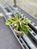 Zdjęcie rosliny doniczkowej Calathea Yellow Fusion (Kalatea), ujęcie 2
